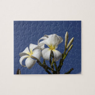 USA, Hawaii, Kauai, weiße Plumerie. Puzzle
