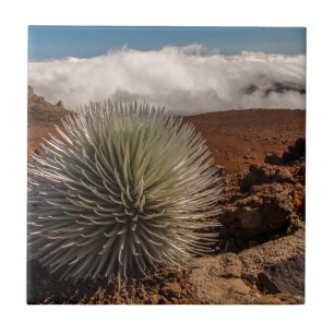 USA, Hawaii, Maui, Haleakala-Nationalpark Fliese