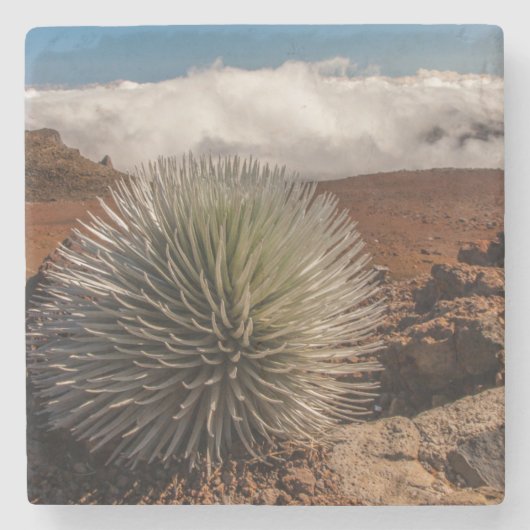 USA, Hawaii, Maui, Haleakala-Nationalpark Steinuntersetzer (Vorderseite)