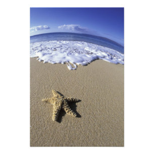 USA, Hawaii, Maui, Makena Beach, Seestern und Fotodruck