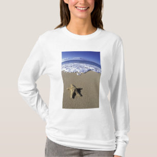 USA, Hawaii, Maui, Makena Beach, Seestern und T-Shirt
