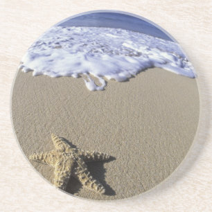 USA, Hawaii, Maui, Makena Beach, Seestern und Untersetzer