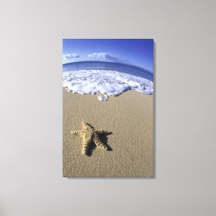 USA, Hawaii, Maui, Makena Beach, Seesterne und Leinwanddruck
