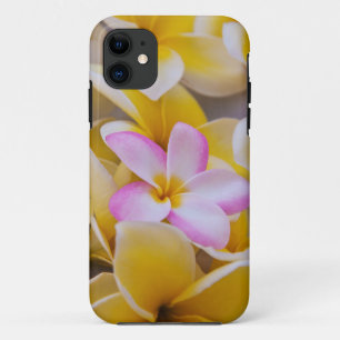 USA, Hawaii, Oahu, blühende Plumeria-Blumen 1 Case-Mate iPhone Hülle