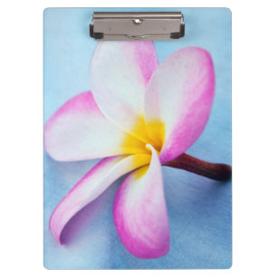 USA, Hawaii, Oahu, blühende Plumeria-Blumen 2 Klemmbrett
