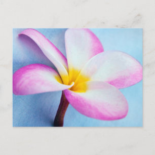 USA, Hawaii, Oahu, blühende Plumeria-Blumen 2 Postkarte