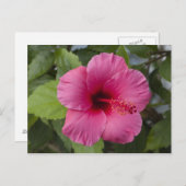USA, Hawaii, Oahu. Der Hibiskus ist der 2 Postkarte (Vorne/Hinten)