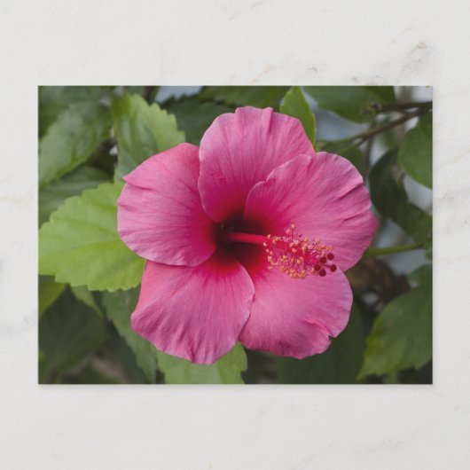 USA, Hawaii, Oahu. Der Hibiskus ist der 2 Postkarte (Vorderseite)