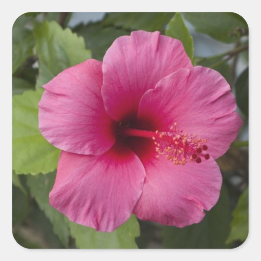 USA, Hawaii, Oahu. Der Hibiskus ist der 2 Quadratischer Aufkleber (Vorderseite)