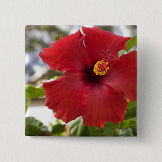 USA, Hawaii, Oahu. Der Hibiskus ist der Button (Vorderseite)