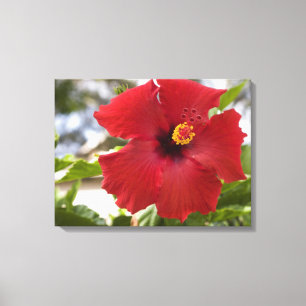 USA, Hawaii, Oahu. Der Hibiskus ist der Leinwanddruck