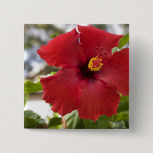 USA, Hawaii, Oahu. Der Hibiskus ist die Button
