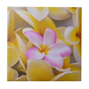 USA, Hawaii, Oahu, Plumeria Blume in Blüte 1 Fliese