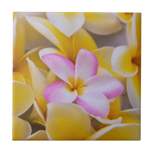 USA, Hawaii, Oahu, Plumeria Blume in Blüte 1 Fliese (Vorderseite)