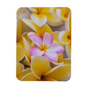 USA, Hawaii, Oahu, Plumeria Blume in Blüte 1 Magnet