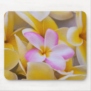 USA, Hawaii, Oahu, Plumeria Blume in Blüte 1 Mousepad