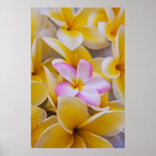 USA, Hawaii, Oahu, Plumeria Blume in Blüte 1 Poster