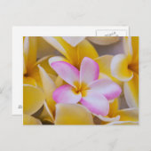USA, Hawaii, Oahu, Plumeria Blume in Blüte 1 Postkarte (Vorne/Hinten)