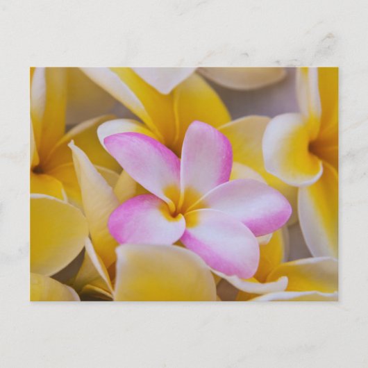 USA, Hawaii, Oahu, Plumeria Blume in Blüte 1 Postkarte (Vorderseite)