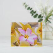 USA, Hawaii, Oahu, Plumeria Blume in Blüte 1 Postkarte (Stehend Vorderseite)