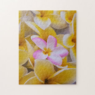 USA, Hawaii, Oahu, Plumeria Blume in Blüte 1 Puzzle