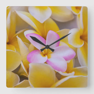 USA, Hawaii, Oahu, Plumeria Blume in Blüte 1 Quadratische Wanduhr