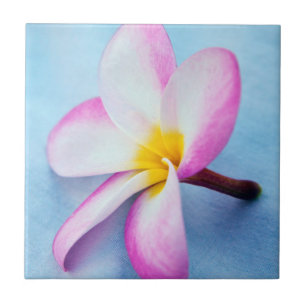USA, Hawaii, Oahu, Plumeria Blume in Blüte 2 Fliese