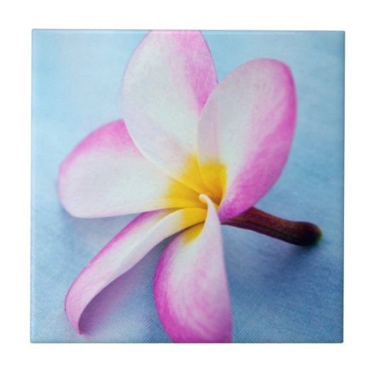 USA, Hawaii, Oahu, Plumeria Blume in Blüte 2 Fliese (Vorderseite)