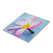 USA, Hawaii, Oahu, Plumeria Blume in Blüte 2 Fliese (Seite)