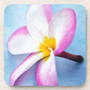USA, Hawaii, Oahu, Plumeria Blume in Blüte 2 Getränkeuntersetzer