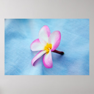USA, Hawaii, Oahu, Plumeria Blume in Blüte 2 Poster