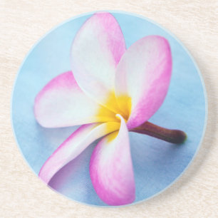 USA, Hawaii, Oahu, Plumeria Blume in Blüte 2 Untersetzer