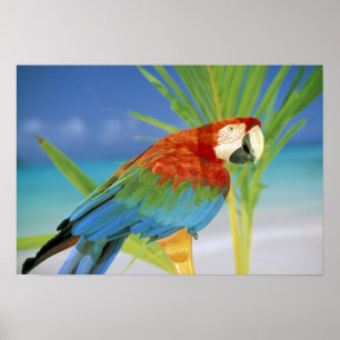 USA, Hawaii. Papagei Poster