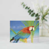 USA, Hawaii. Paprot Postkarte (Stehend Vorderseite)