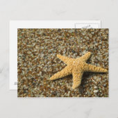USA, HI, Kauai, Glass Beach mit Star-Fisch Postkarte (Vorne/Hinten)