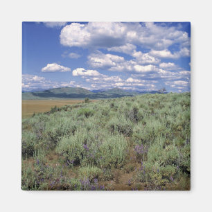 USA, Idaho, Camas Co. Beifuß und Lupine Magnet