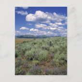 USA, Idaho, Camas Co. Sagebrush und Lupine Postkarte (Vorderseite)
