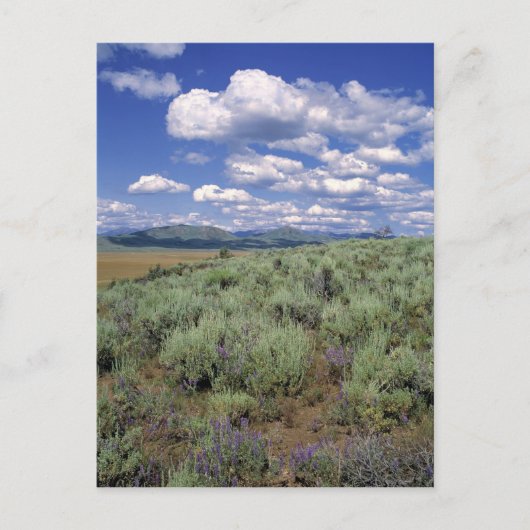 USA, Idaho, Camas Co. Sagebrush und Lupine Postkarte (Vorderseite)