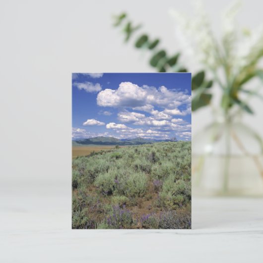 USA, Idaho, Camas Co. Sagebrush und Lupine Postkarte (Stehend Vorderseite)