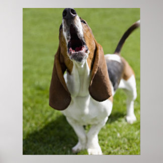 USA, Illinois, Washington, Portrait von Bassett Poster
