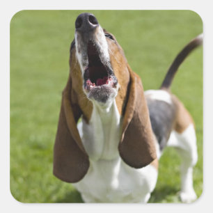 USA, Illinois, Washington, Portrait von Bassett Quadratischer Aufkleber