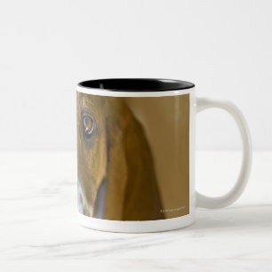 USA, Illinois, Washington, Porträt von Basset 2 Zweifarbige Tasse