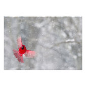 USA, Indiana, Indianapolis. Ein männlicher Kardina Fotodruck (Vorne)