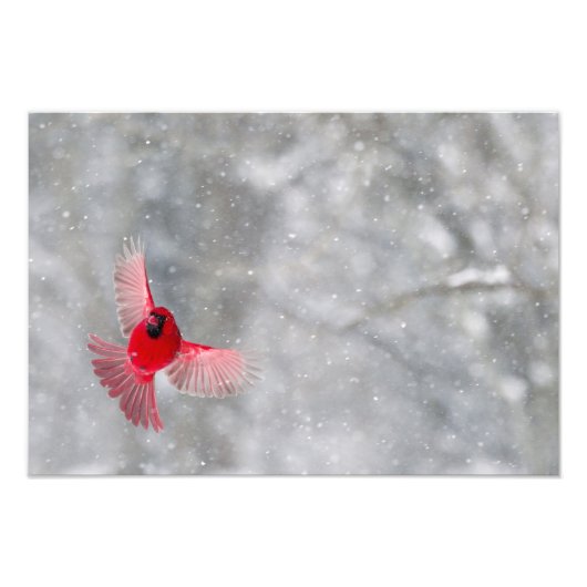 USA, Indiana, Indianapolis. Ein männlicher Kardina Fotodruck (Vorne)