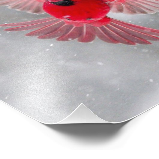 USA, Indiana, Indianapolis. Ein männlicher Kardina Fotodruck (Ecke)