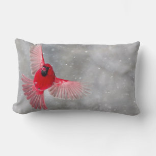 USA, Indiana, Indianapolis. Ein männlicher Kardina Lendenkissen