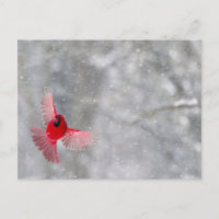 USA, Indiana, Indianapolis. Ein männlicher Kardina