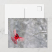 USA, Indiana, Indianapolis. Ein männlicher Kardina Postkarte (Vorne/Hinten)