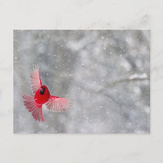 USA, Indiana, Indianapolis. Ein männlicher Kardina Postkarte (Vorderseite)