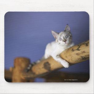 USA, Iowa, Portrait des jungen Kätzchens Mousepad